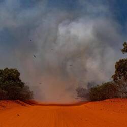 Roadside burn-off attracting kites