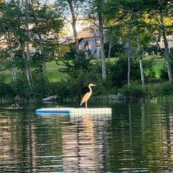 ein Reiher genießt die letzten Sonnenstrahlen auf der im See verankerten Luftmatratze