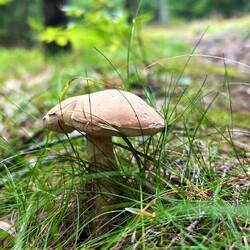 Es gab reichlich Pilze