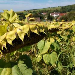 The tiny village Sallenbusch!