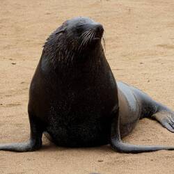 einä vu de vielä Baboos