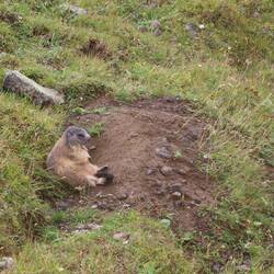 ... Zum Beispiel von diesen Kerlchen.