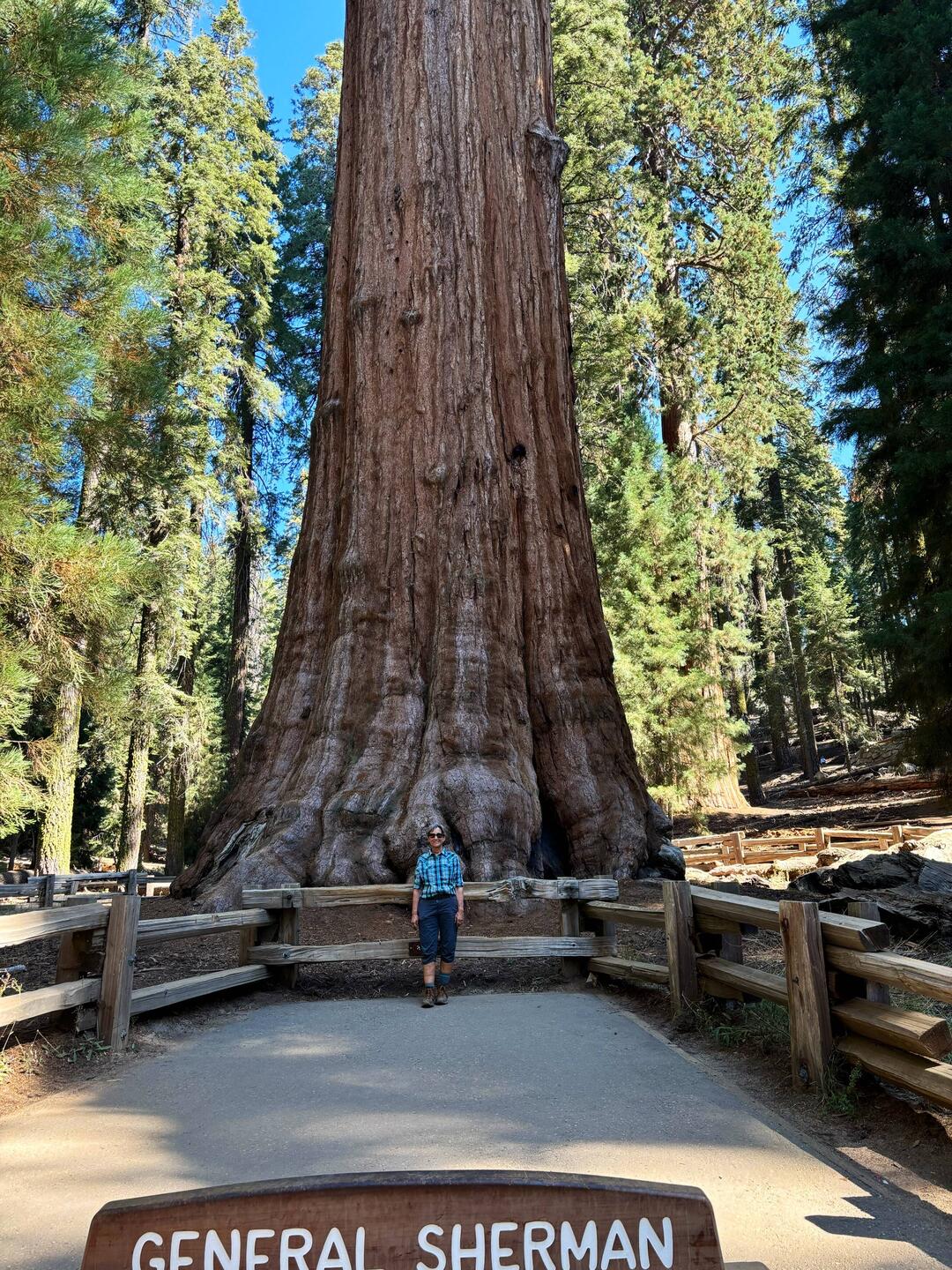 Largest tree by volume, in the world! Incredible.