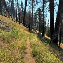Sequoia hike - up to Little Baldy