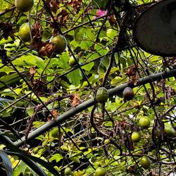 Passion fruit vine in my hotel