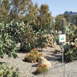Cacti display along the waterfront.