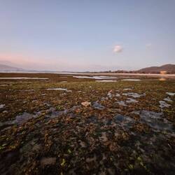 So many rock pools when the tide is out
