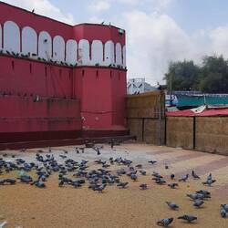 Rattentempel Karni Mata