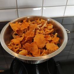 Ausbeute von heute. Muss die wohl bald mal trocknen