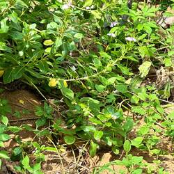 Findet den Gecko 🦎