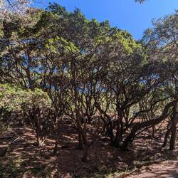 Oak woodland