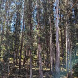 Eucalyptus Grove