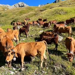 Abondances et tarentaises (tarines)