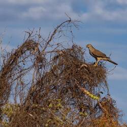 Brown Goshawk