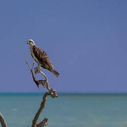 Eastern Osprey