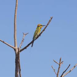 Bee-eater