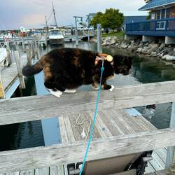 Luna practicing for the 2028 Olympics.