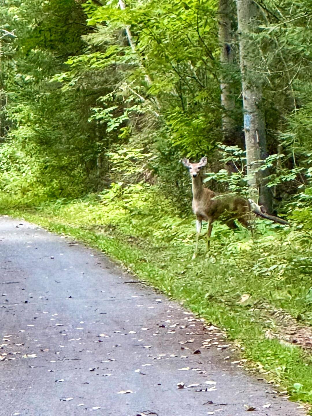 This was the second deer siting