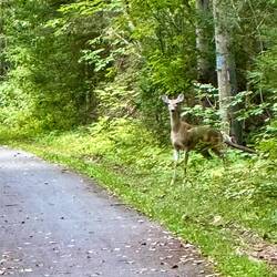 This was the second deer siting