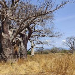 Baobab Valley
