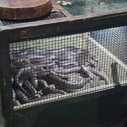 Kobra-morgens noch im Reisfeld am Ratten verspeisen (hatten wir so gar keinen Appetit drauf🫣)