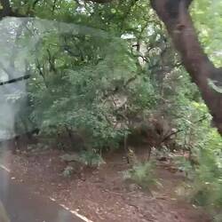 Hier sind sogenannte Axishirsche zu sehen