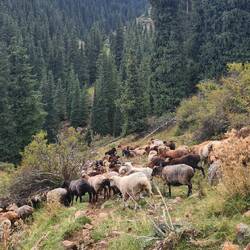 Elli did some sheep herding to get them off the path