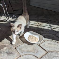 The tiny kitten at the guesthouse, who seems to live off porridge
