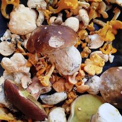 Pilze gesammelt. Ganzes Blech voll. Steinpilz, Pfifferlinge - Semmelstoppelpilz