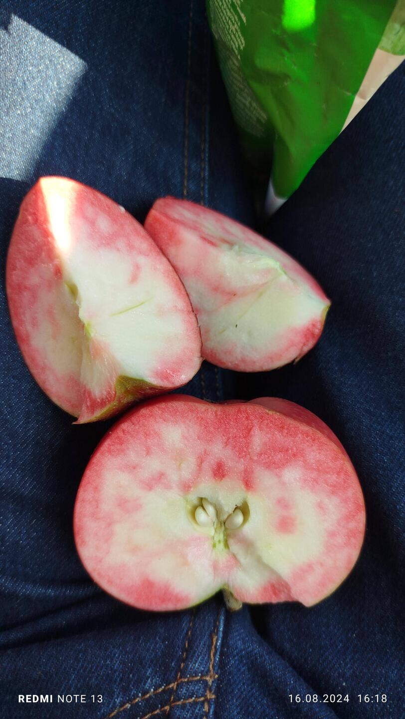 Die wohl schönsten Äpfel Norwegens