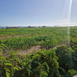 Then there is a big corn field, very green