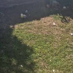 Popcorn chicken, grown up