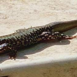 Schön warm der Stein...