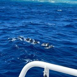 Dolphins jumping