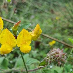 Der hübsche gelbe Hornklee