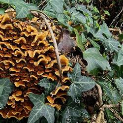 Der striegelige Schichtpilz soll Pflanzenschutz- und Schädlingsbekämpfungsmittel abbauen können