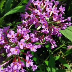 Der Sommeflieder steht hier überall wie wunderschönes Unkraut rum