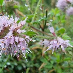 Wasserminze - klingt besser, als sie riecht