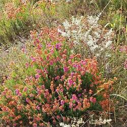 Wild Heath and Heather
