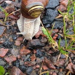 Schnecken-Mitfahrgelegenheit 😅