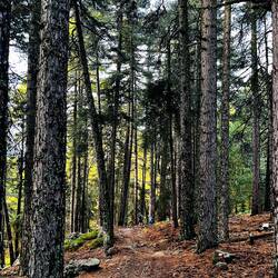 So ein schöner Waldweg