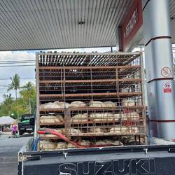 If you like chicken don't Zoom in, poor bloody things, bloody good chance that our dinner