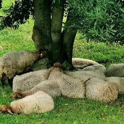 L'heure de la sieste pour Shaun le mouton et ses copains, bien regroupés sous un arbre 🥰
