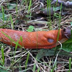 Orange slugs