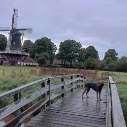Es gibt kein schlechtes Wetter, Hund braucht nur die passende Kleidung