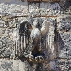 Kopfloser Adler