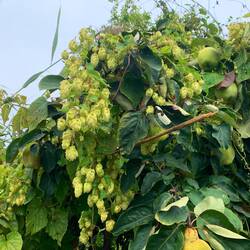 Hopfen an Quittenbaum