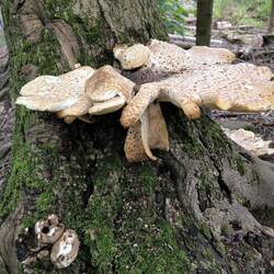 Schuppiger Stielporling