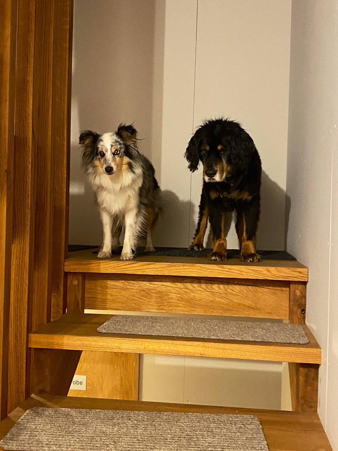 Tschüss liebi Hüttehönd 🐶