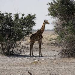 Baby Giraffe